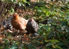 2011 Zoo Krefeld